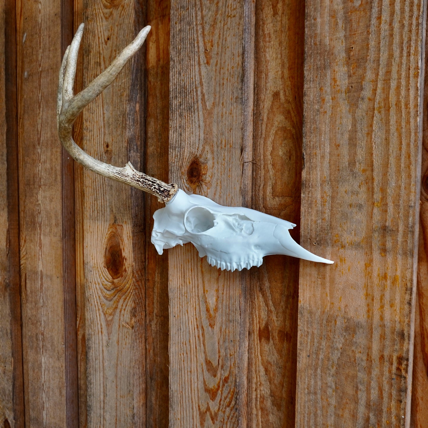 Half Deer Skull Antler Wall Mount – Rustic Whitetail Shed Display