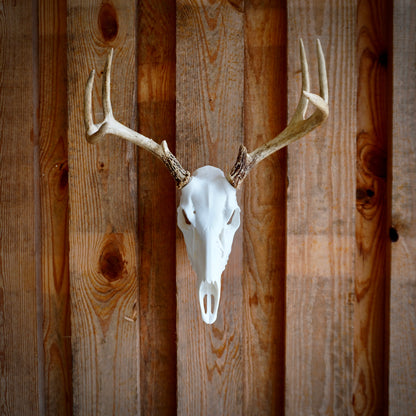 Deer Skull Antler Mount – Perfect for Whitetail Deer Sheds