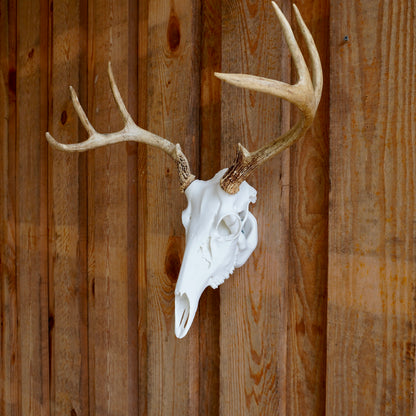 Deer Skull Antler Mount – Perfect for Whitetail Deer Sheds