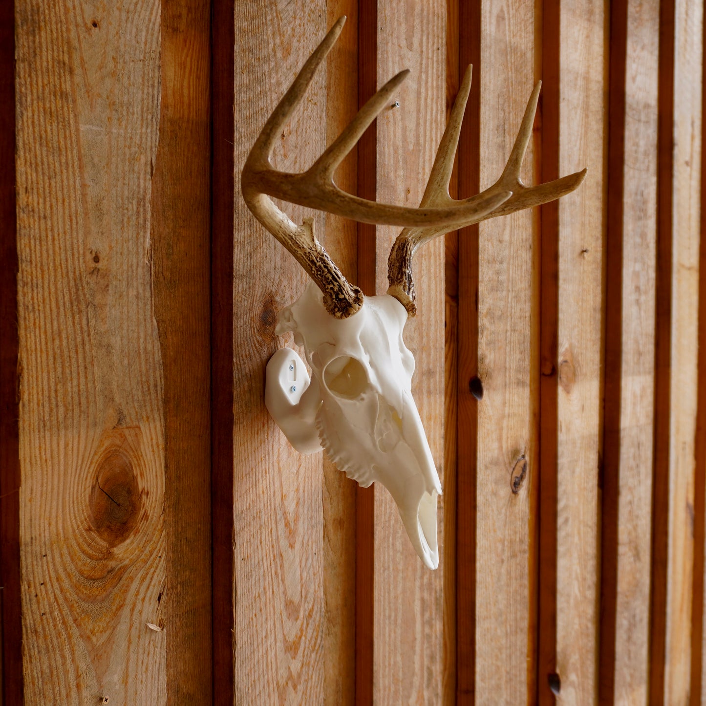 Deer Skull Antler Mount – Perfect for Whitetail Deer Sheds