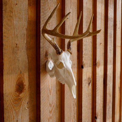 Deer Skull Antler Mount – Perfect for Whitetail Deer Sheds