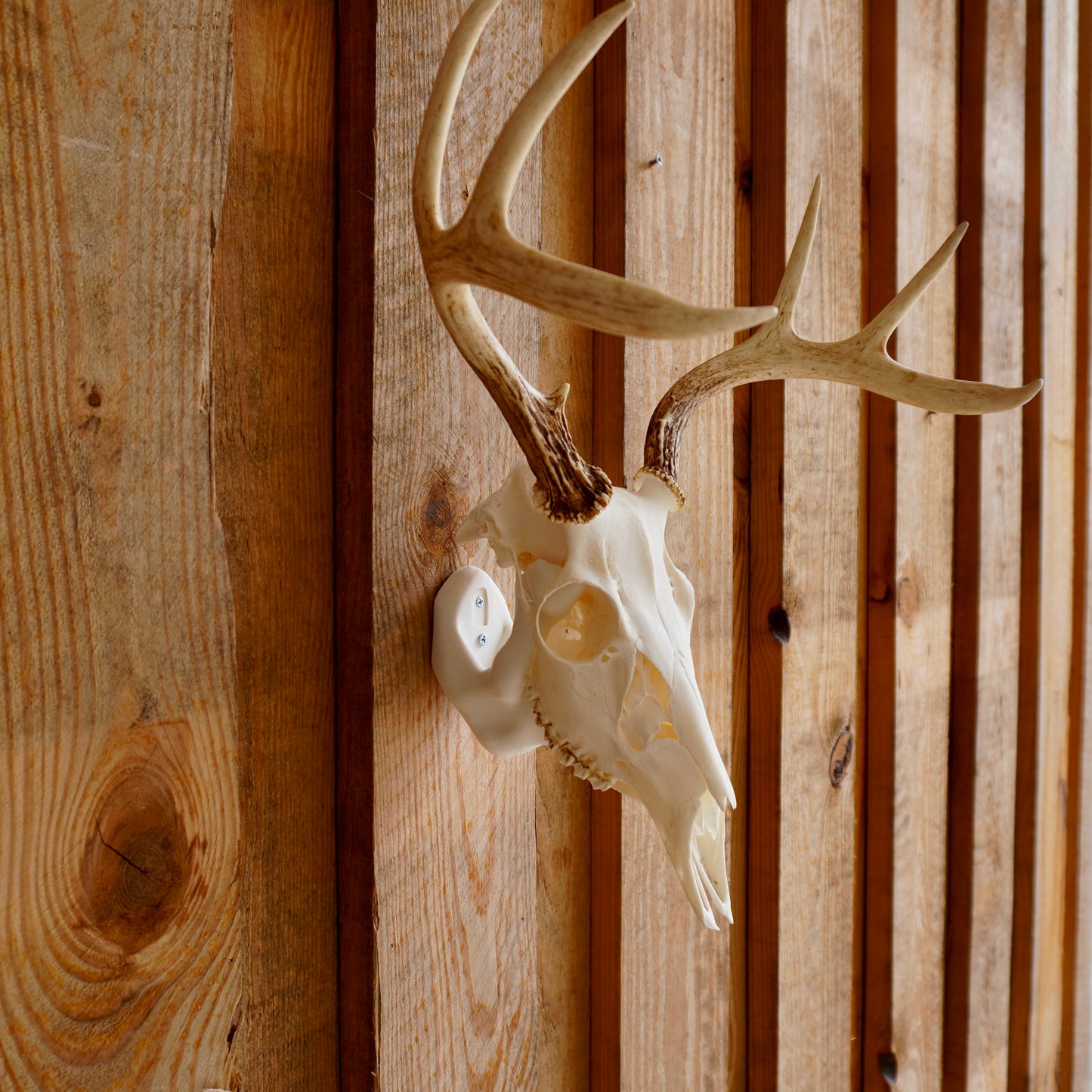 European Skull Mount Hanger