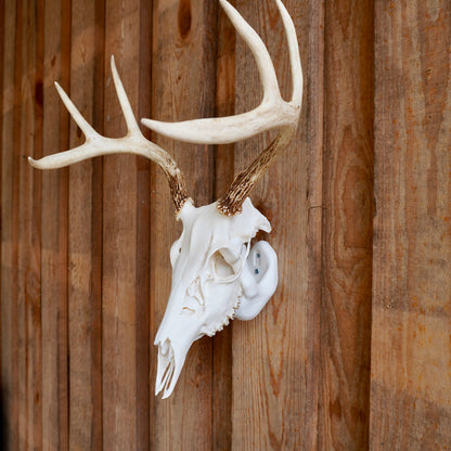 European Skull Mount Hanger