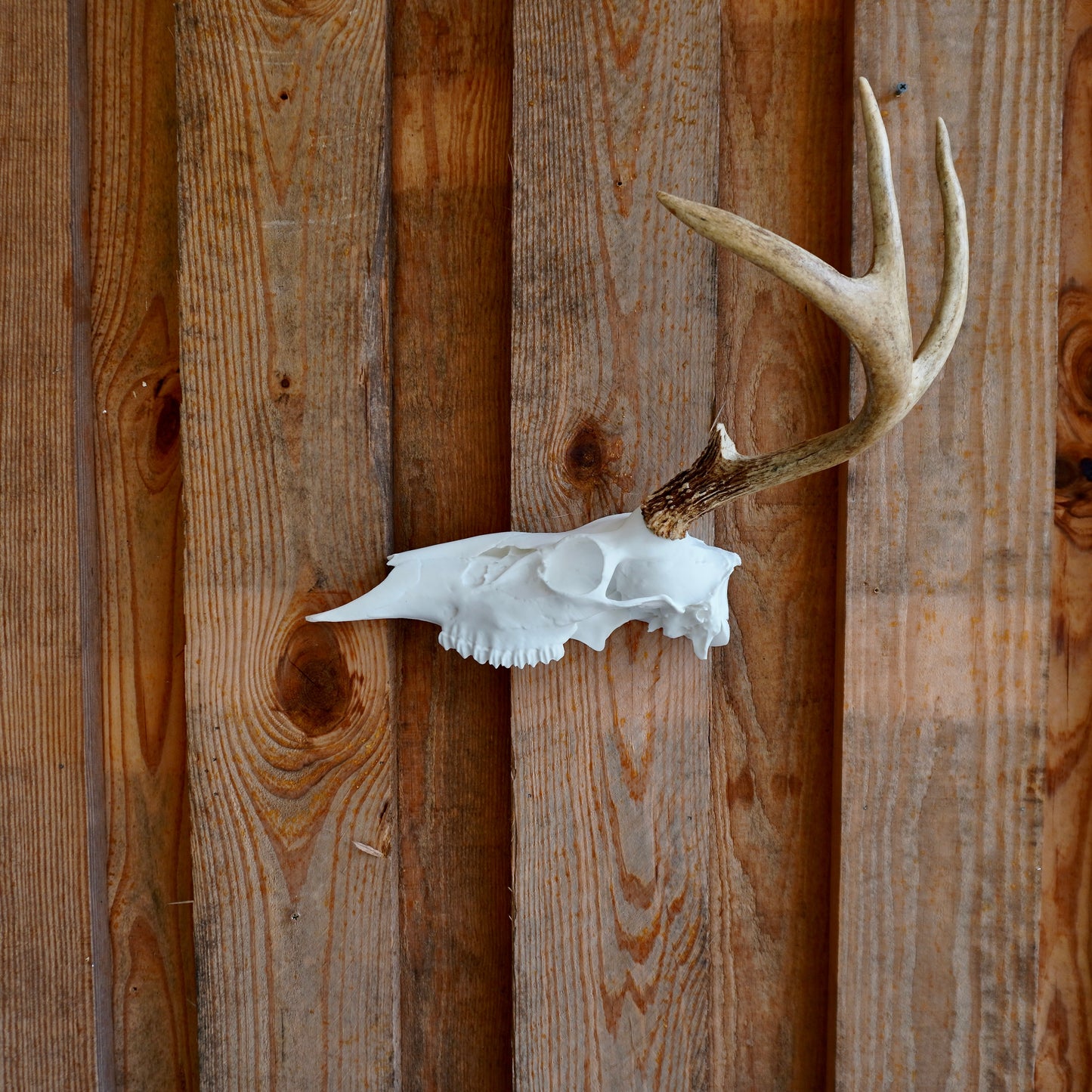 Half Deer Skull Antler Wall Mount – Rustic Whitetail Shed Display