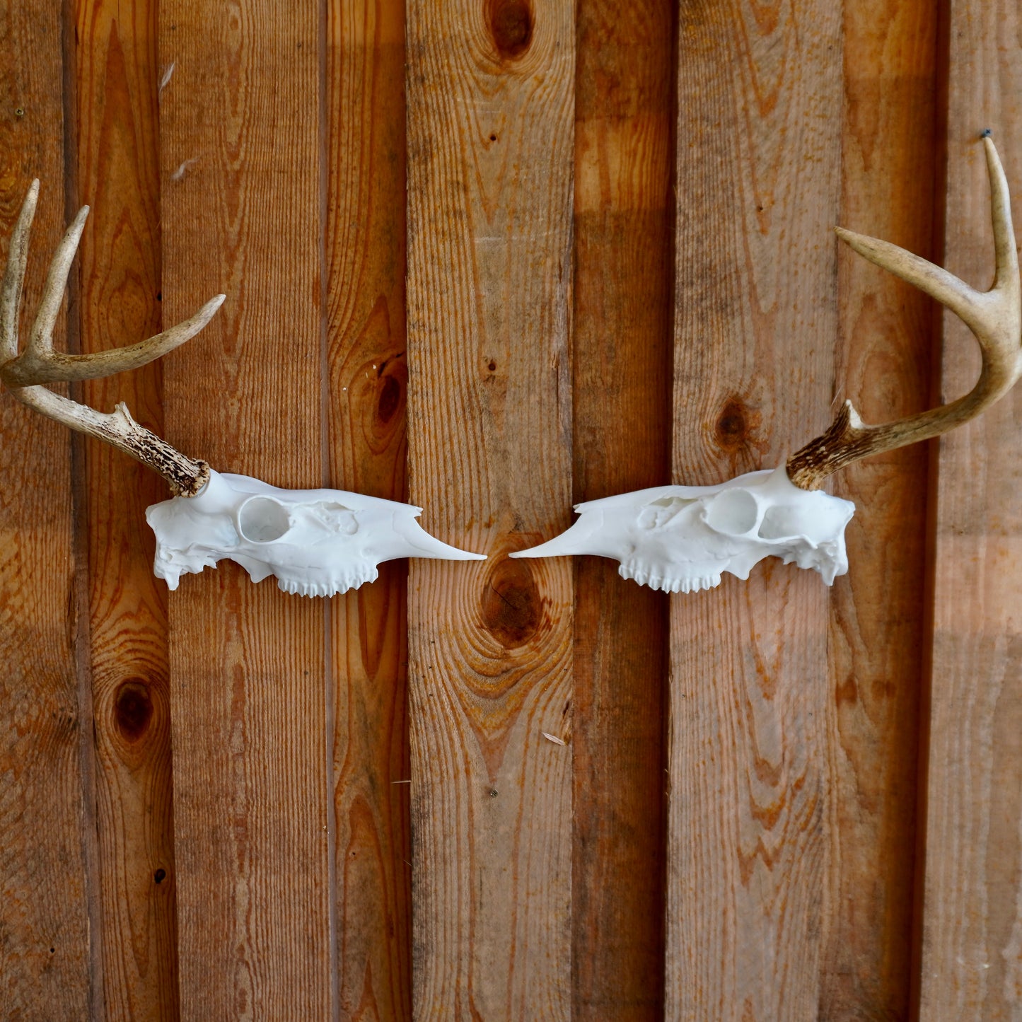 Half Deer Skull Antler Wall Mount – Rustic Whitetail Shed Display