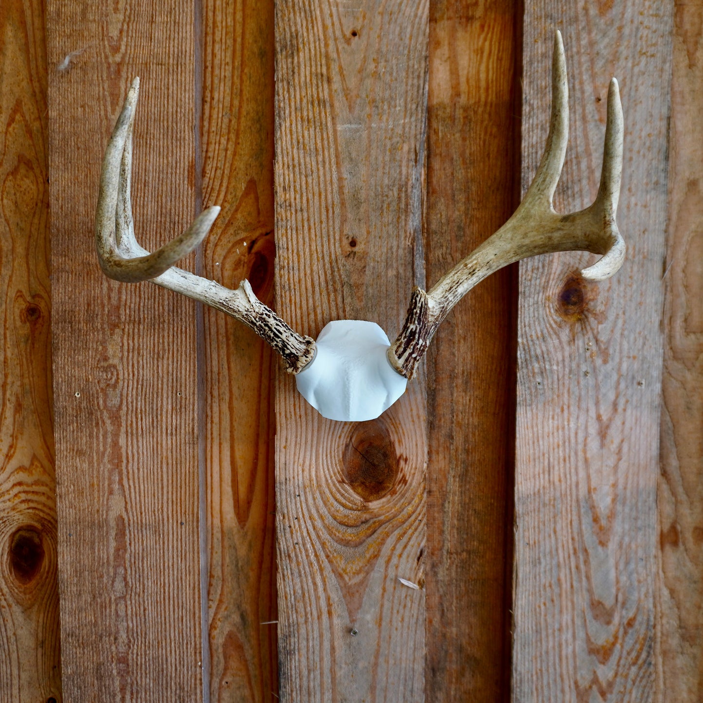 Skull Cap Deer Antler Mount