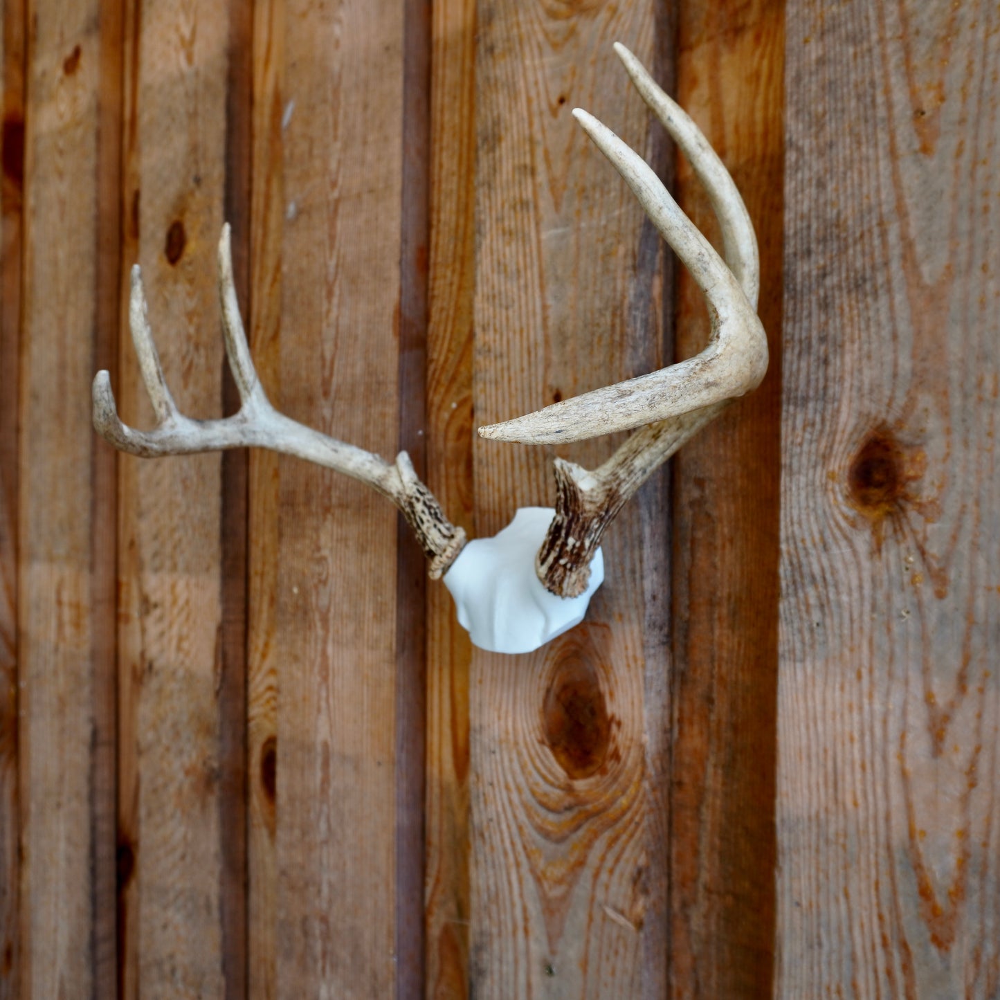 Skull Cap Deer Antler Mount