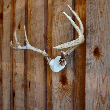 Skull Cap Deer Antler Mount