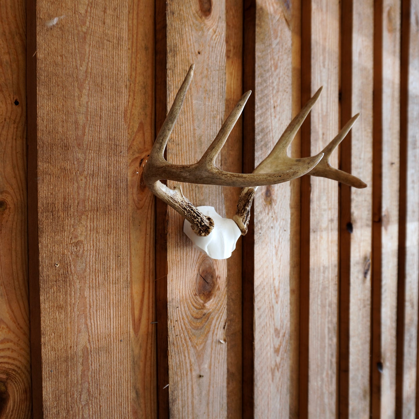 Skull Cap Deer Antler Mount
