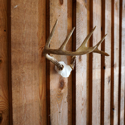 Skull Cap Deer Antler Mount